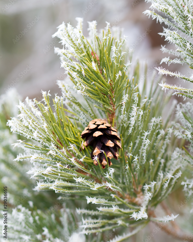 frosty pine tree branch wih cone