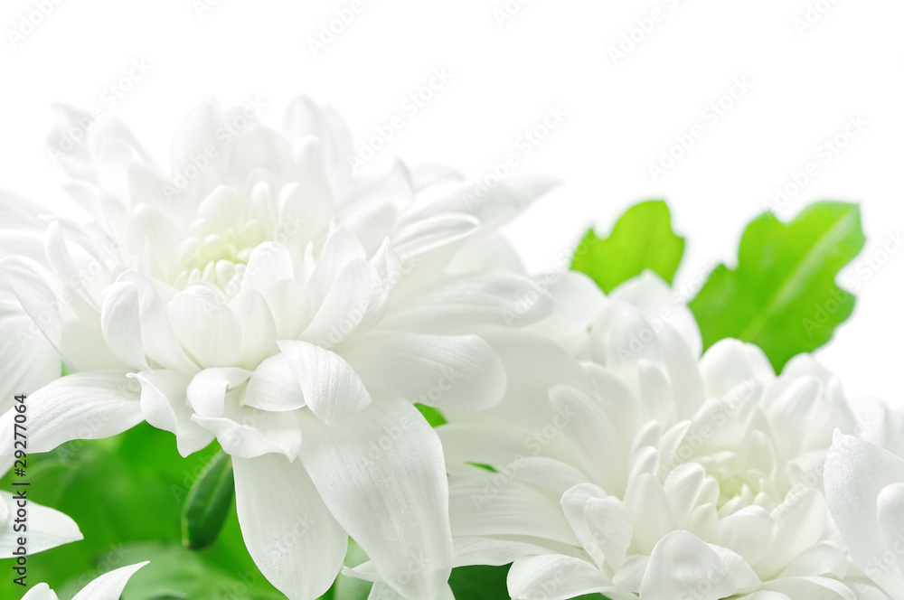 Isolated flowers. White chrysanthemum closeup isolated on white background, closeup shot