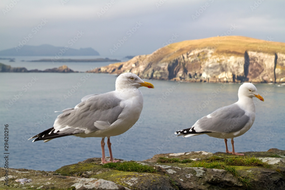 爱尔兰海岸上的海鸥-克里公司