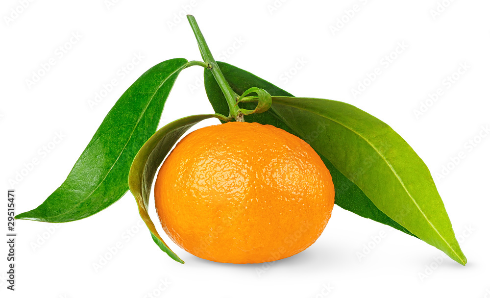 白色背景下茎叶分离的橘子