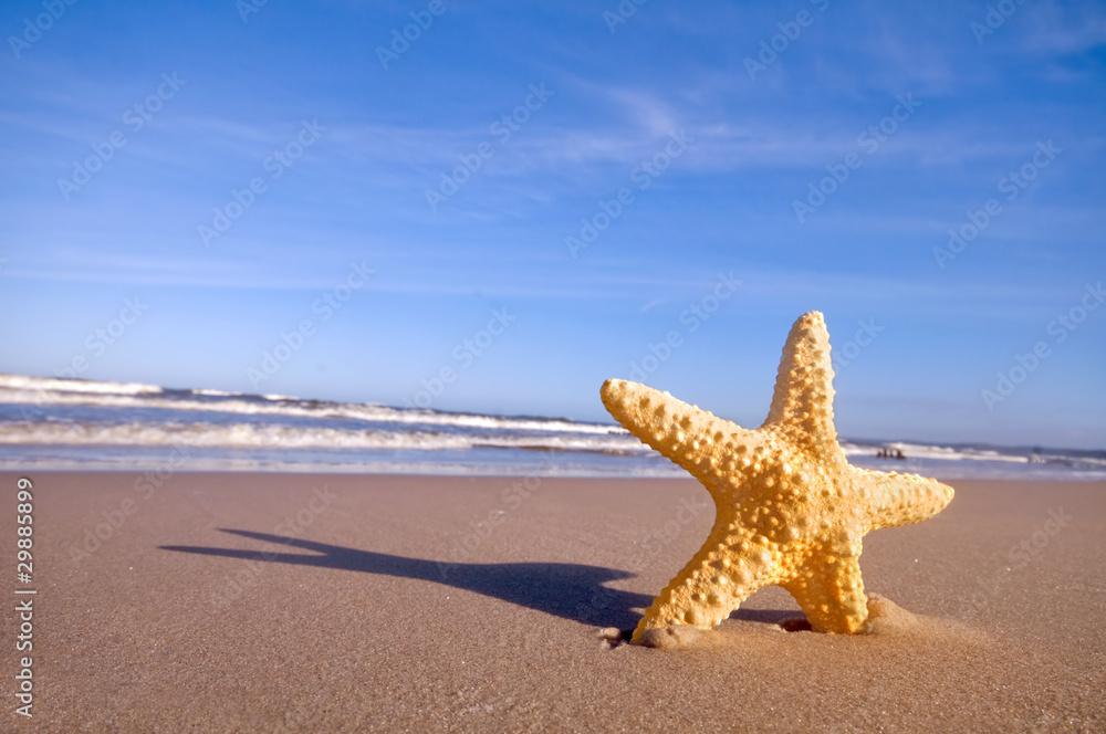 夏日海滩上的海星