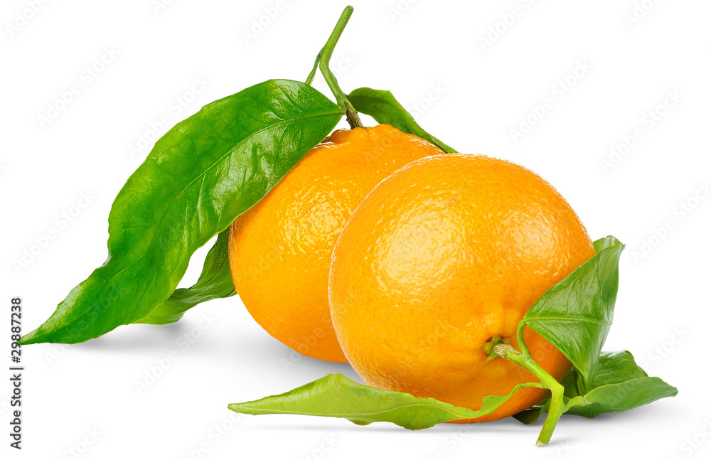 分离的橘子。两种在白色背景上分离的克莱门汀或橘子果实