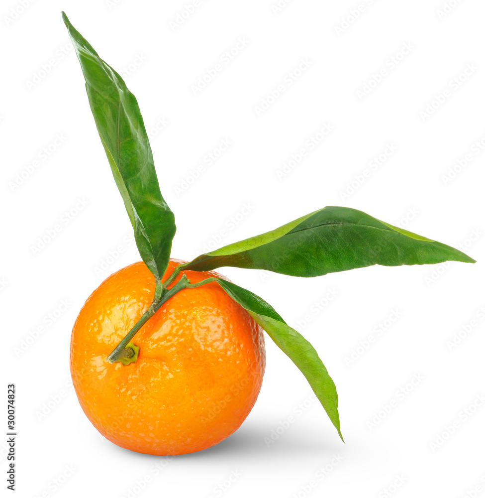 白色背景下的大叶子树枝上的橘子