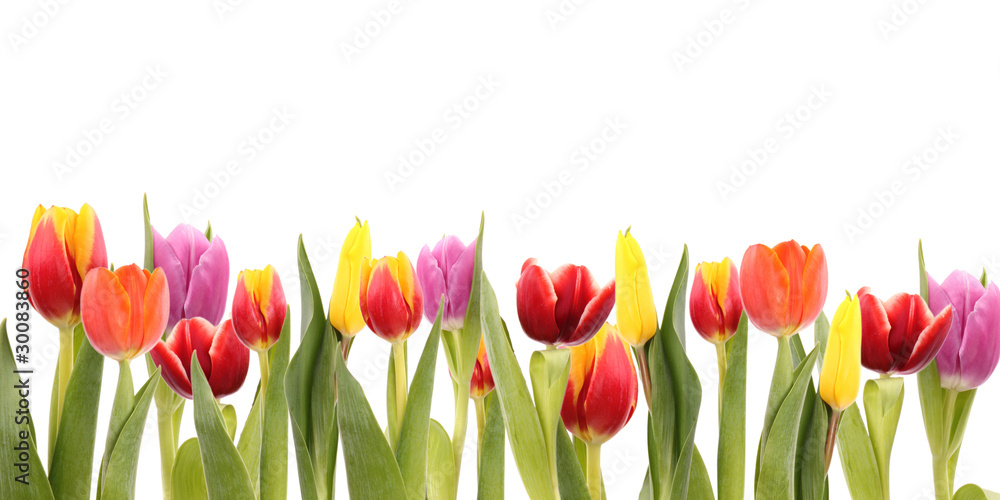 TUlips field, isolated on white background