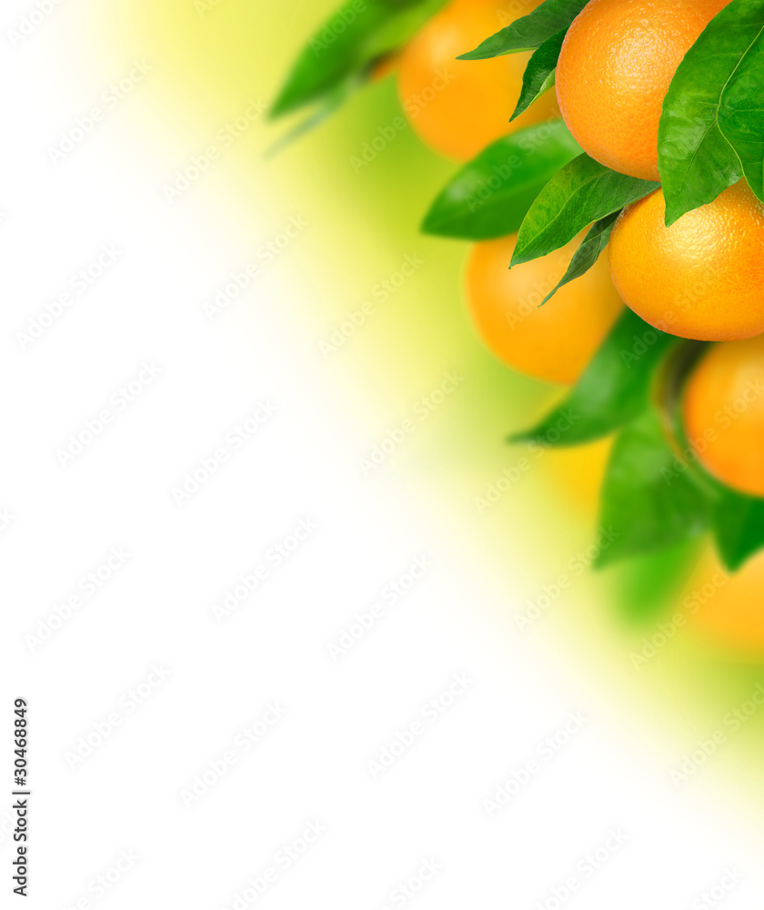 白色背景下，成熟的橙子或橘子果实挂在树枝上
