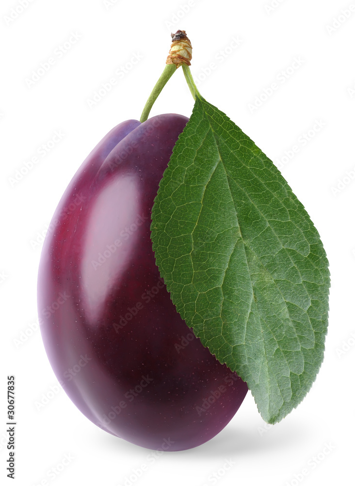 孤立的李子。一个紫色的李子，茎和叶孤立在白色背景上