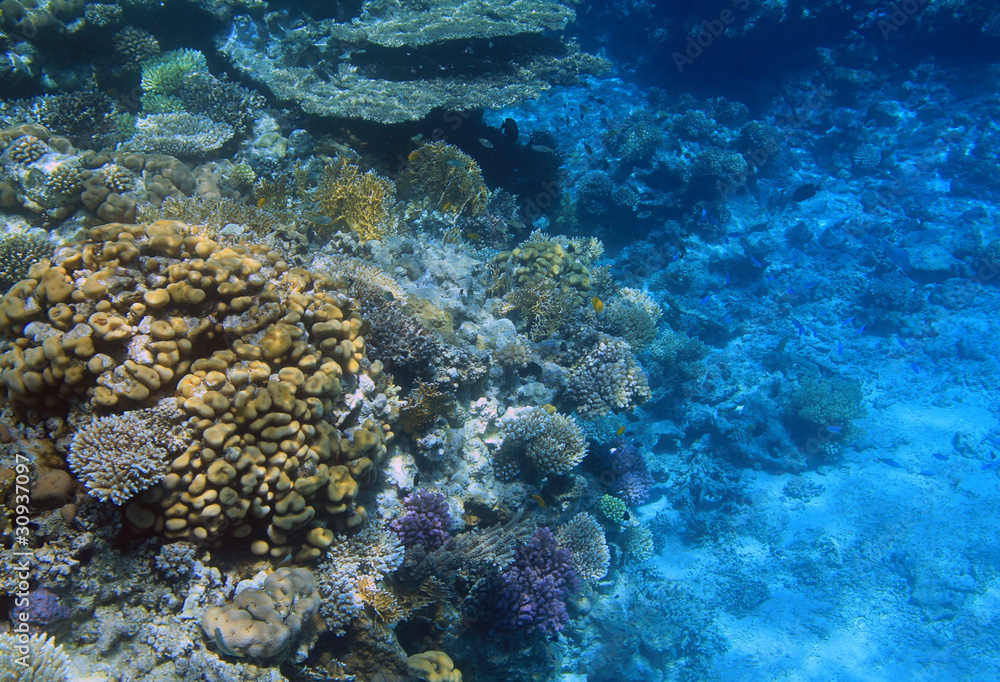 红海珊瑚礁-埃及