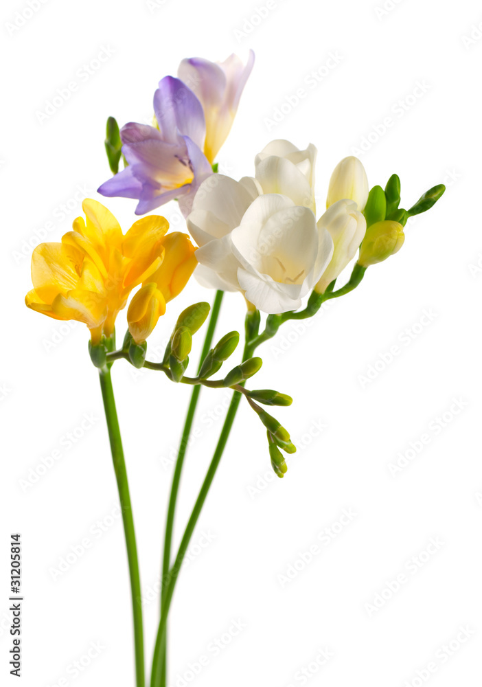 白色、黄色和紫色的小苍兰花