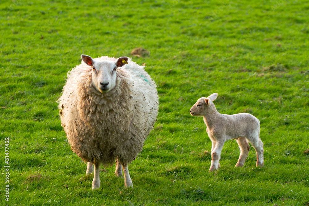 爱尔兰绵羊和小羊羔