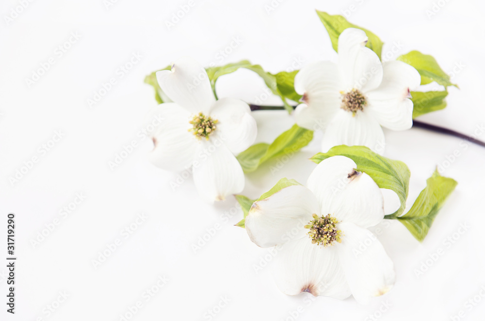 白多格木开花