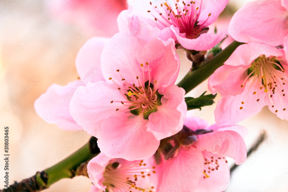粉色春花