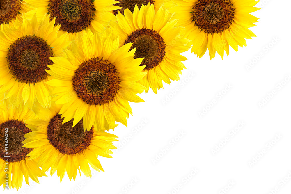 Sonnenblumen als Hintergrundverzierung
