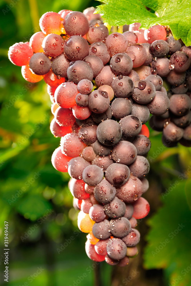 Rote Weintrauben durchleuchtet im Sonnenlicht