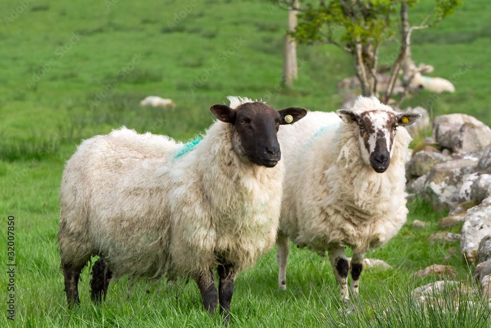 草地上的几只爱尔兰羊