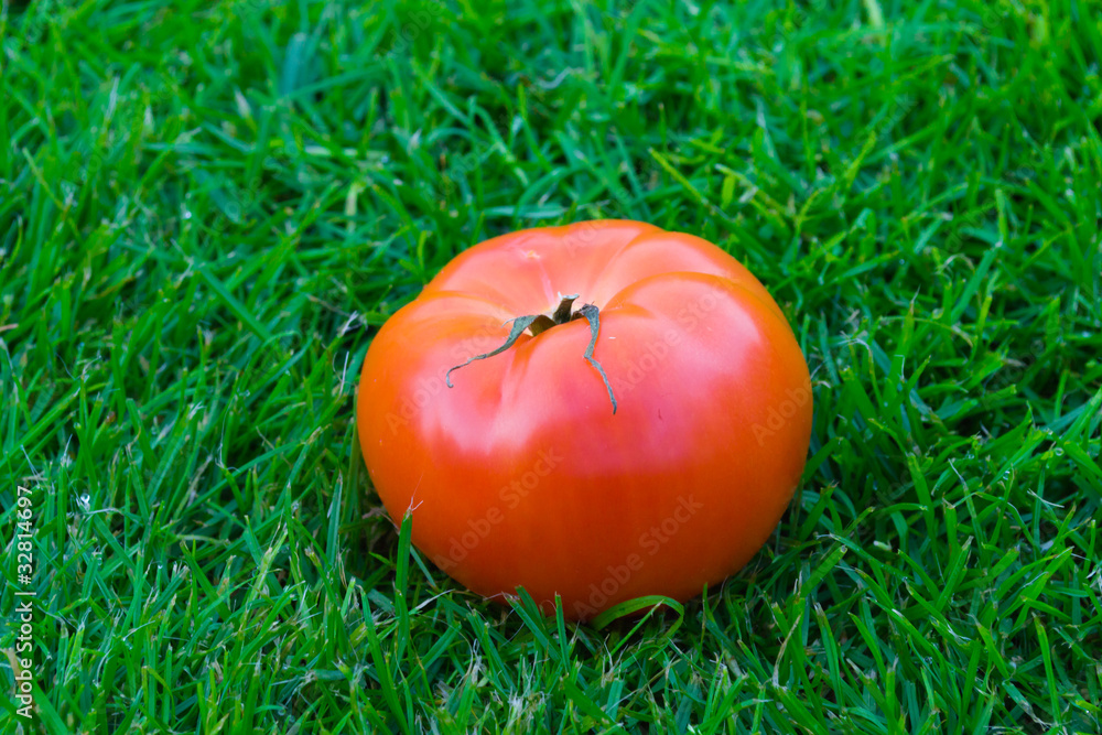 绿草上的番茄