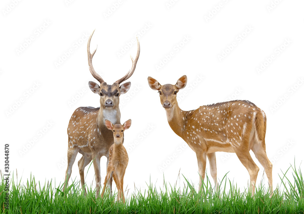 axis deer family with green grass isolated