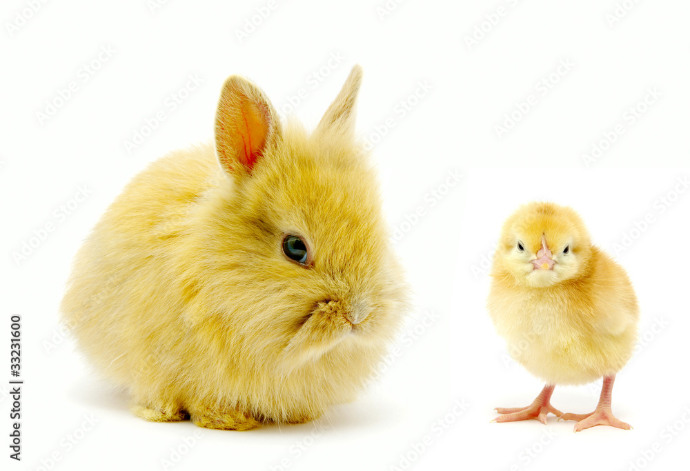 兔子和小鸡