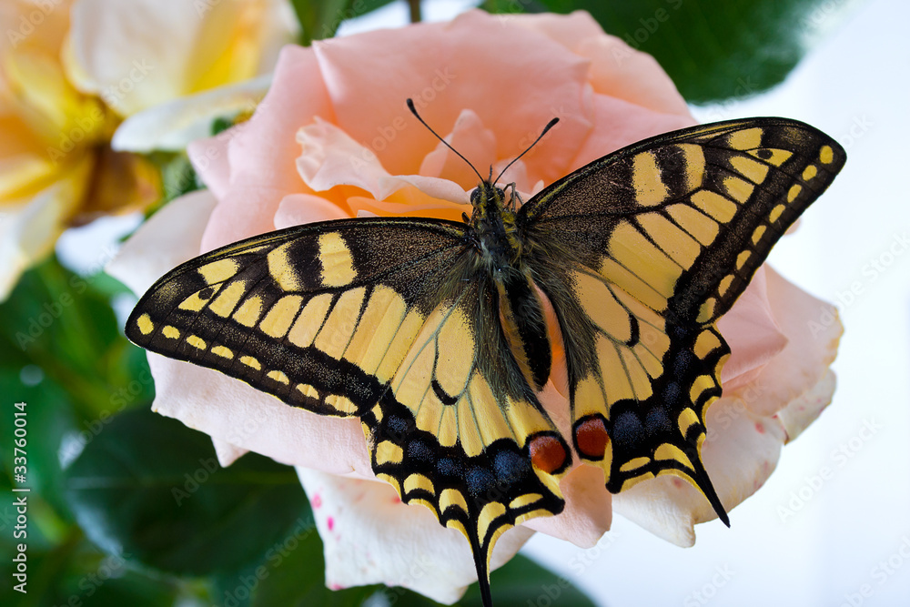 锥形花上的虎燕尾蝶