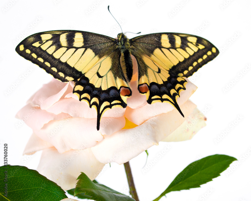 锥形花上的虎燕尾蝶