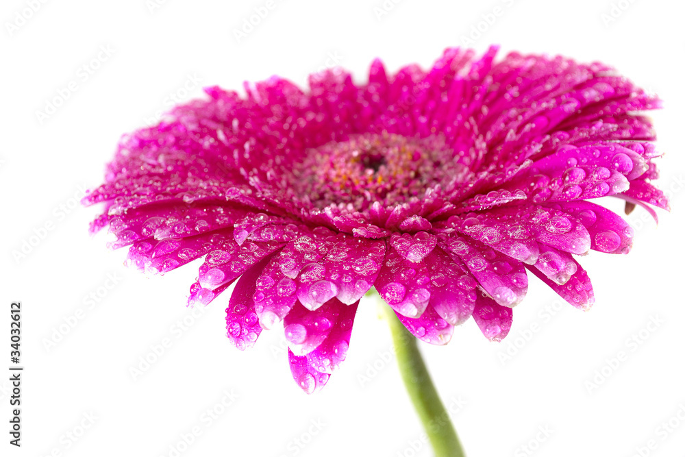 粉红非洲菊