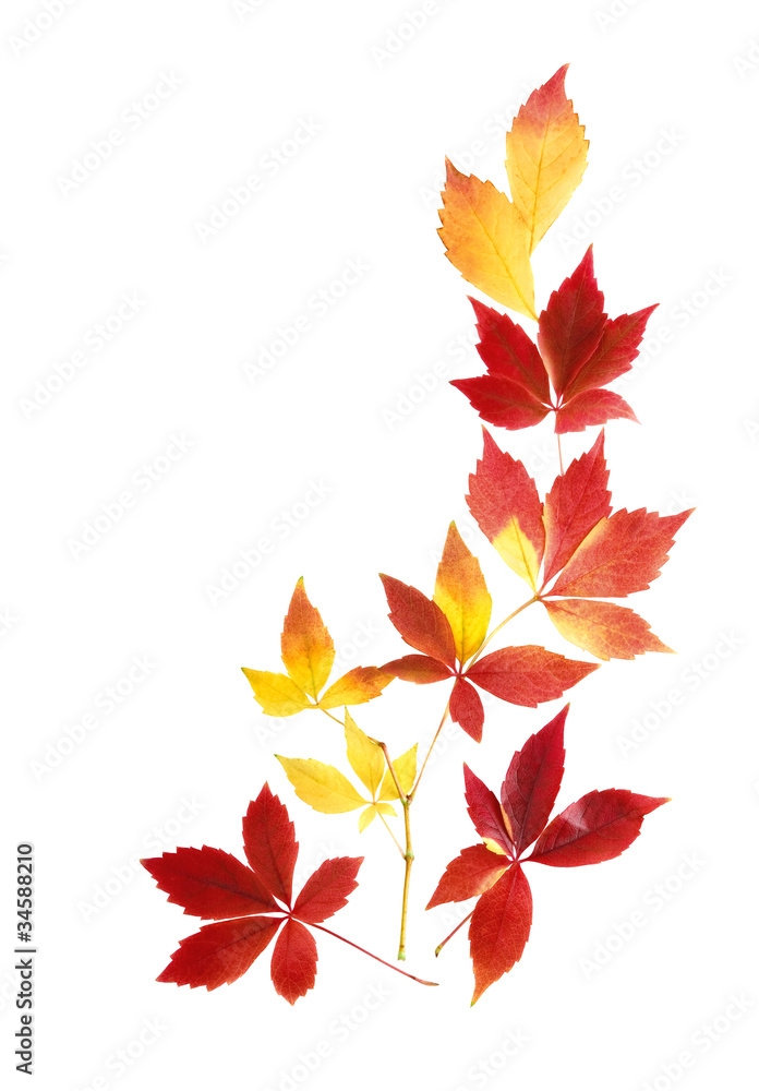 Feines Arrangement aus Herbstblättern