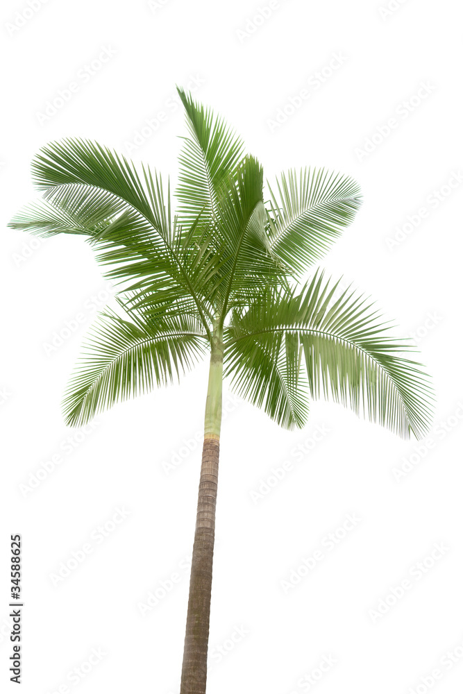 白色背景上隔离的棕榈树