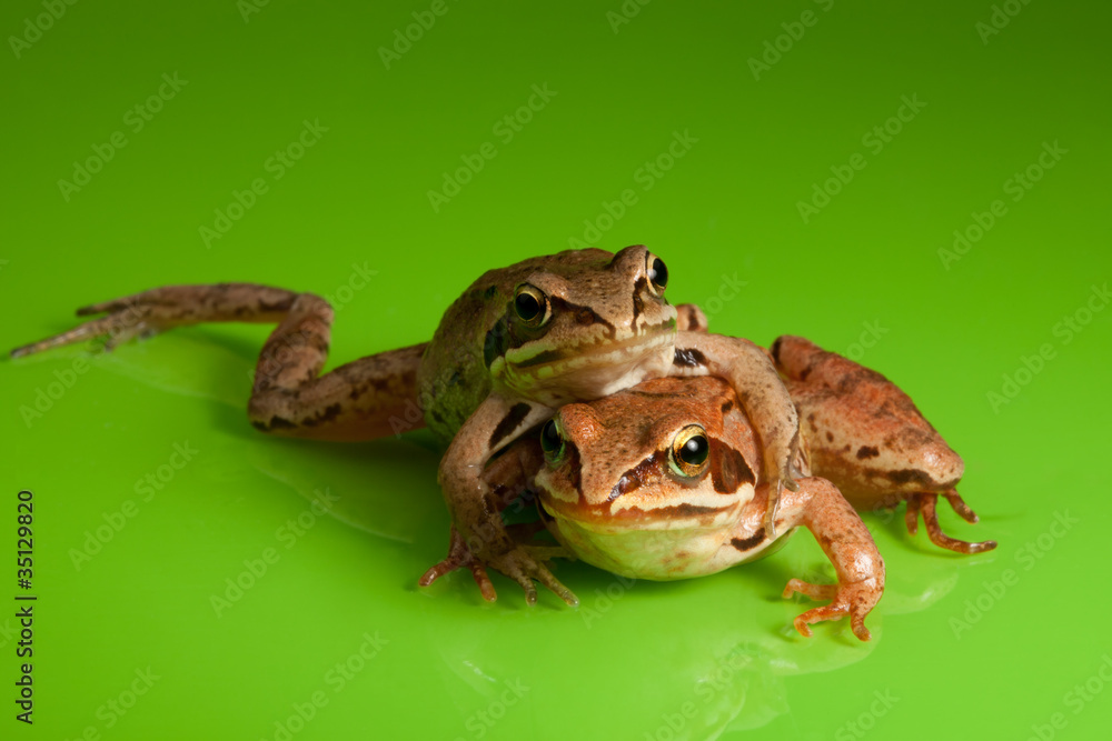 青蛙拥抱