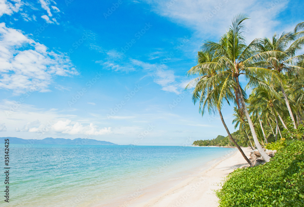 美丽的椰子棕榈热带海滩