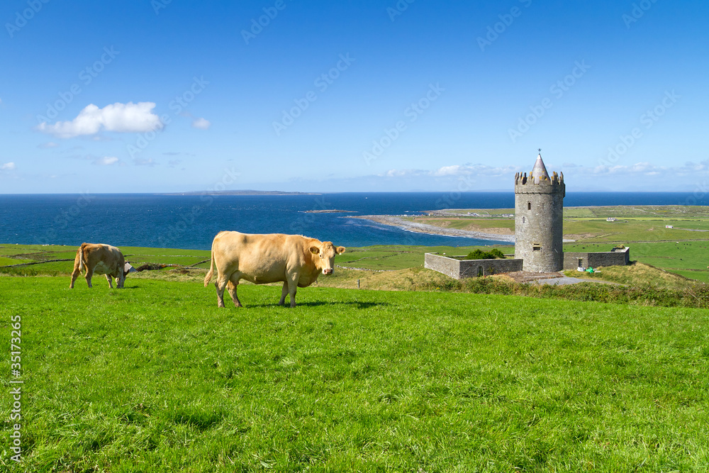 爱尔兰杜林附近有爱尔兰奶牛的杜纳戈尔城堡