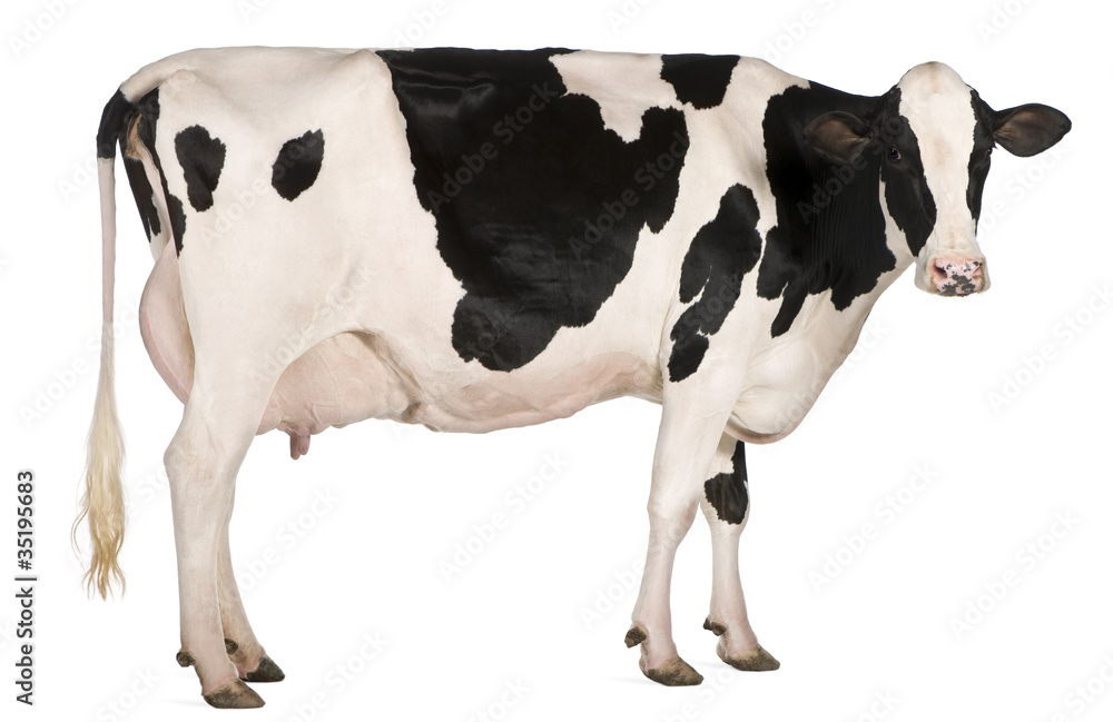 荷斯坦奶牛，5岁，站在白色背景前