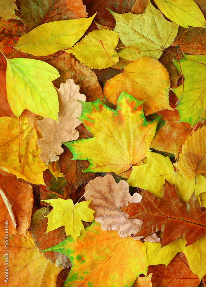 各种黄色的叶子躺在地上，垂直的秋天背景