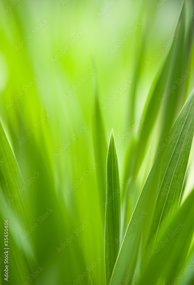 春天：绿草。用作环境模式