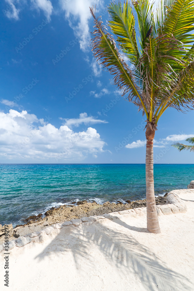 加勒比海的田园风光与孤独的棕榈树