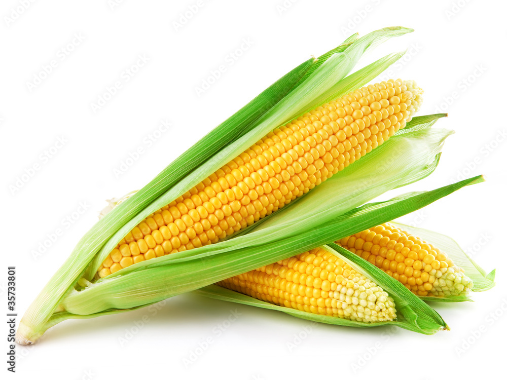 白色背景下分离的玉米穗
