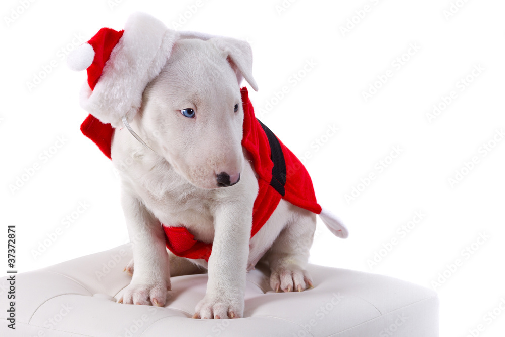 白色圣诞老人套装中的斗牛犬小狗
