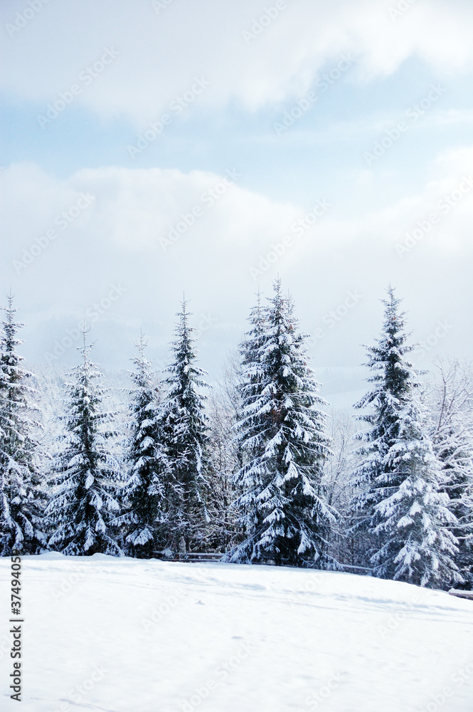 白雪覆盖的美丽冬季景观