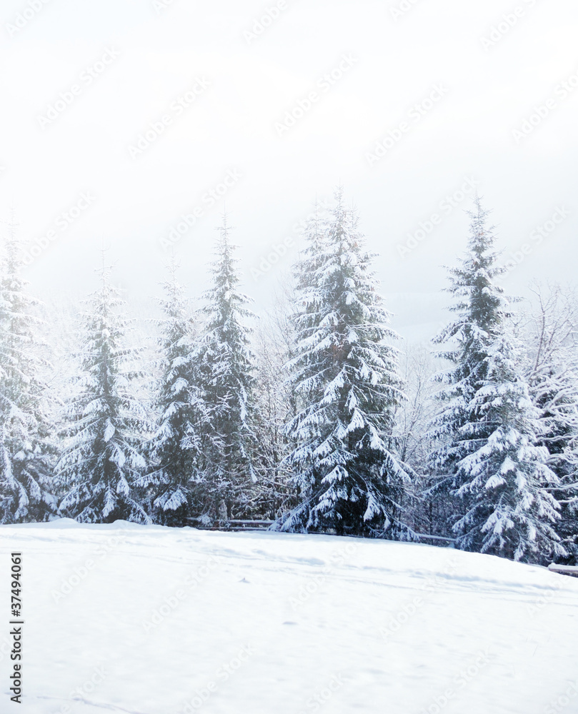 美丽的冬季景观，白雪皑皑的树木