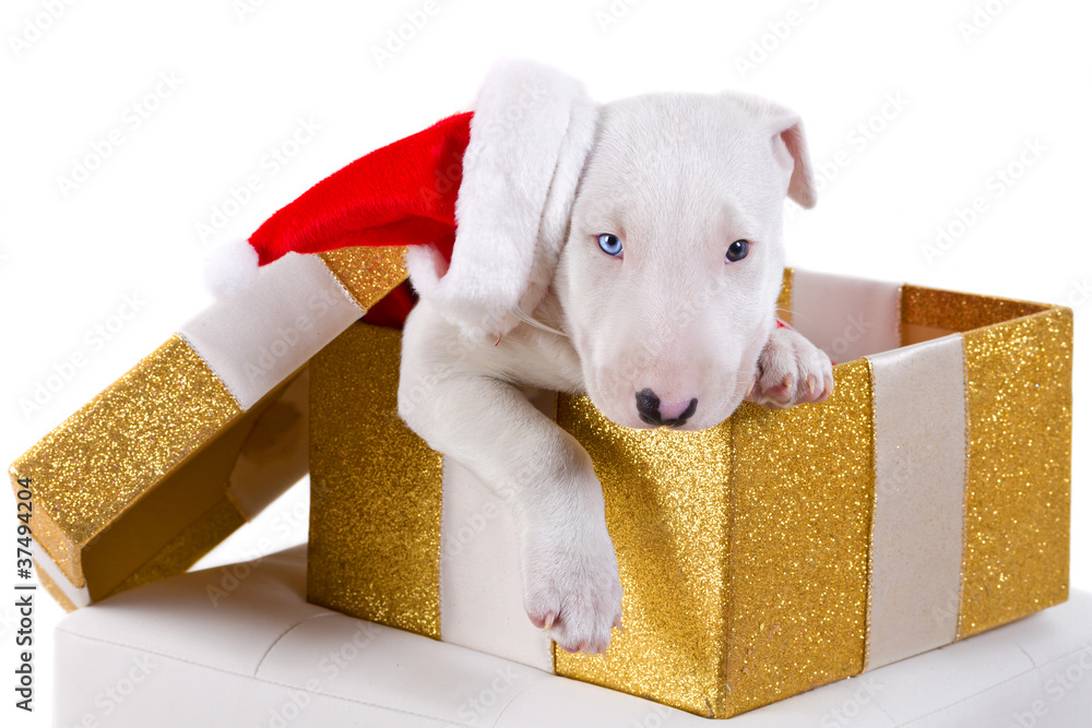 圣诞礼盒里带圣诞老人帽的斗牛犬小狗