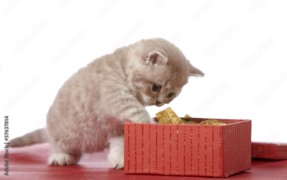 小猫和礼盒