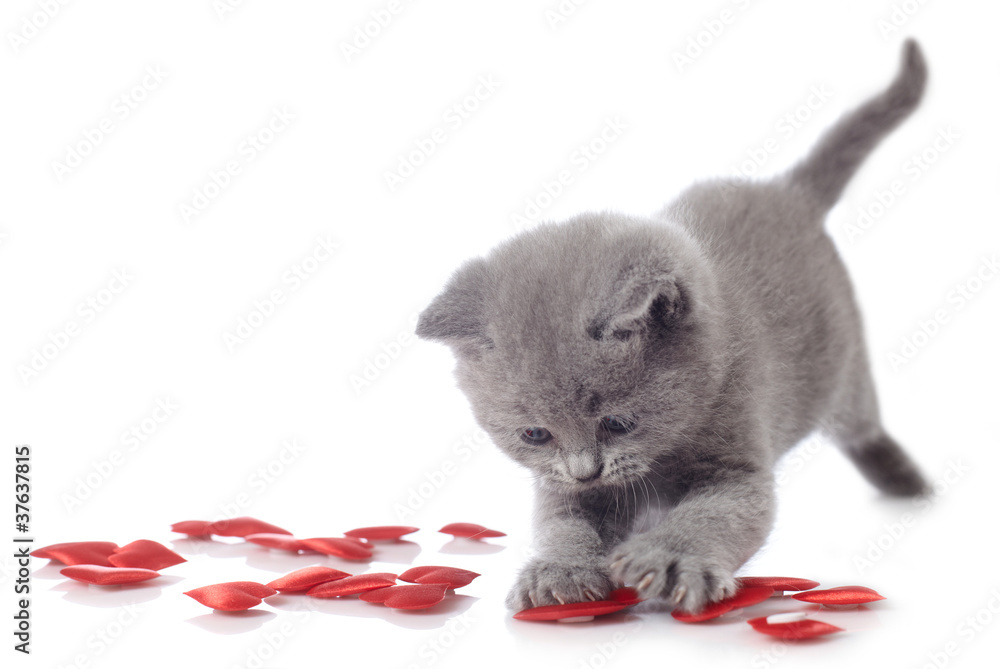 小猫和红色装饰心