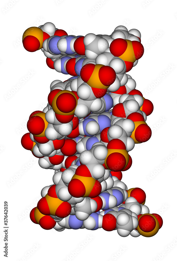DNA双螺旋的一部分（空间填充模型）