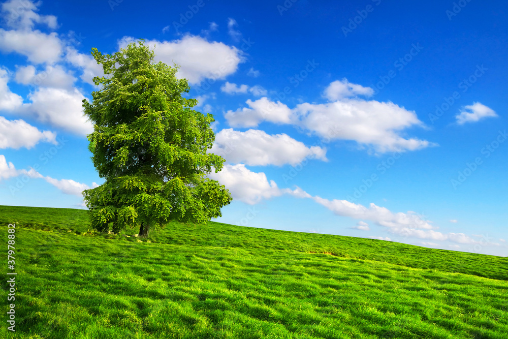 草地上一棵孤独的树，绿色的自然风光