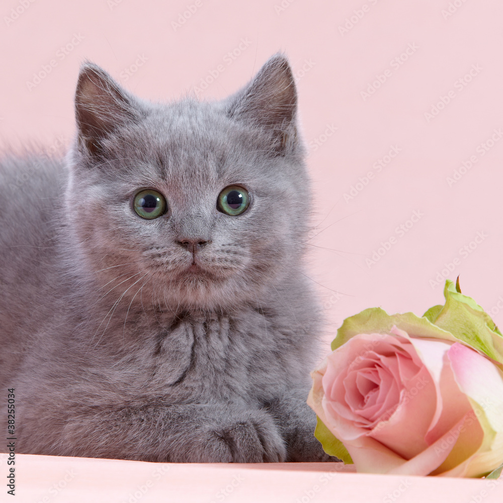 小猫和粉色玫瑰