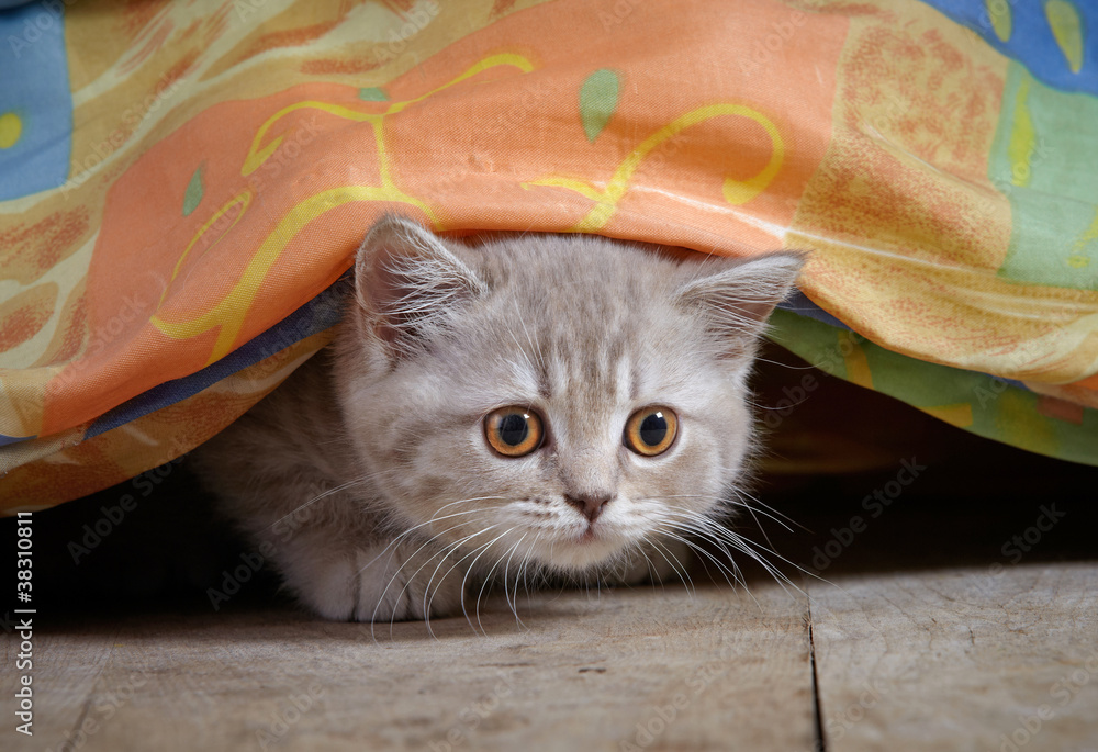 床下小猫