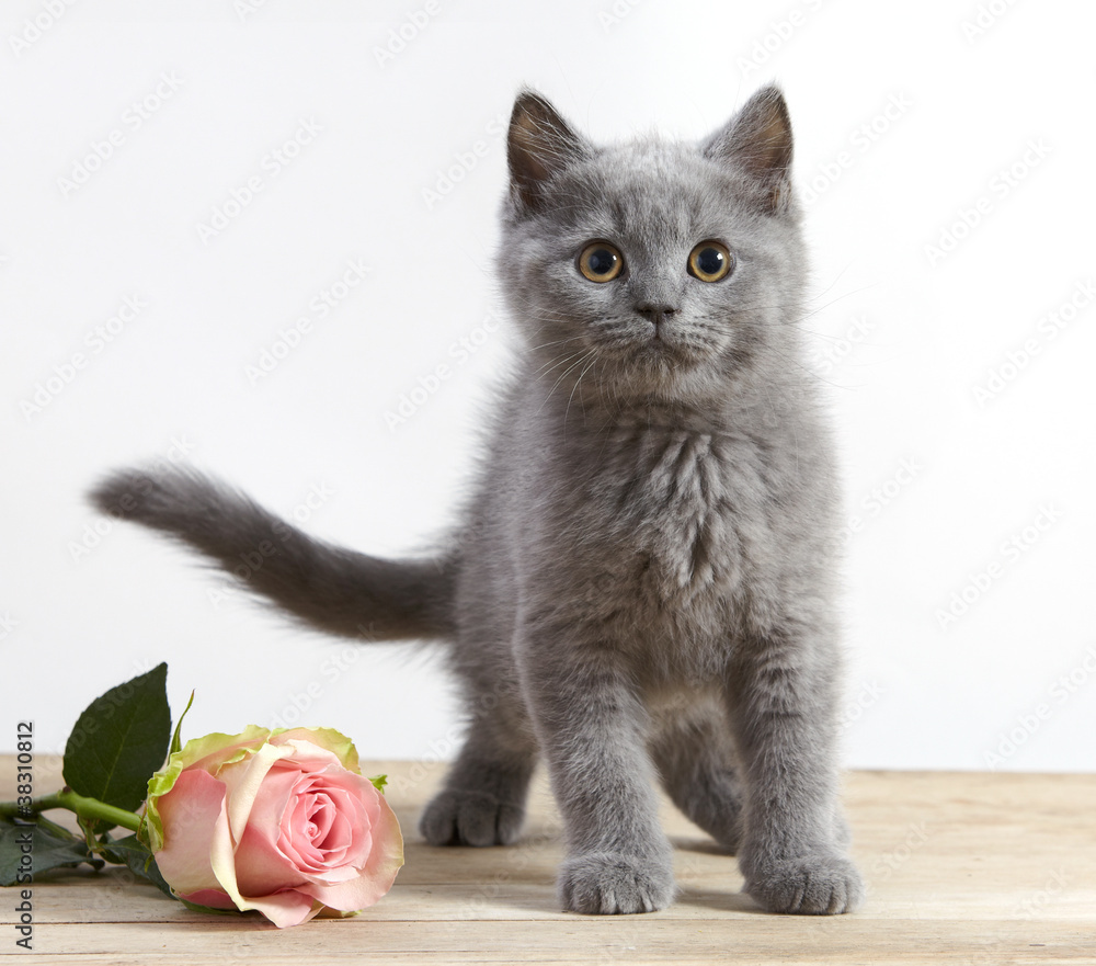 小猫和粉色玫瑰