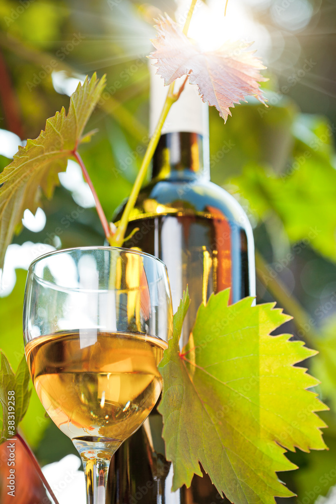 白葡萄酒瓶、年轻葡萄藤和玻璃杯