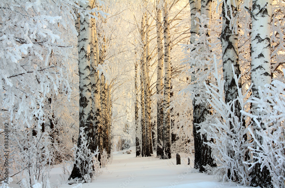 晨光中的冬季白桦林