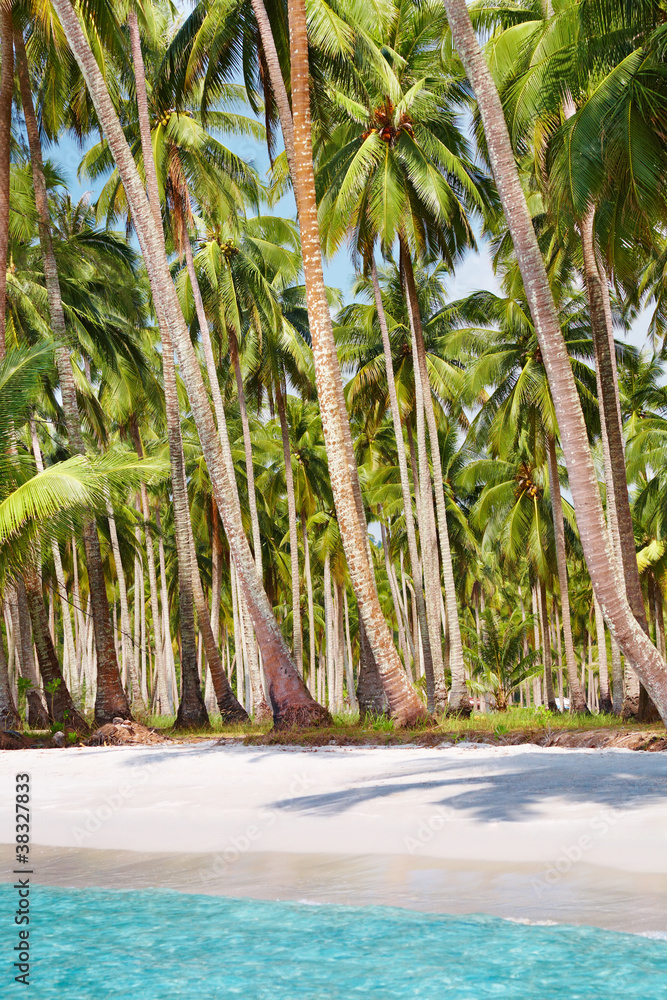 热带海滩伴棕榈林