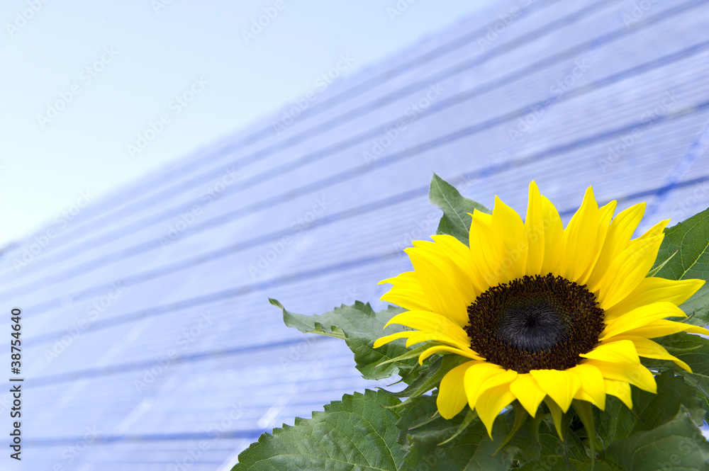 太阳能Sonnenblume