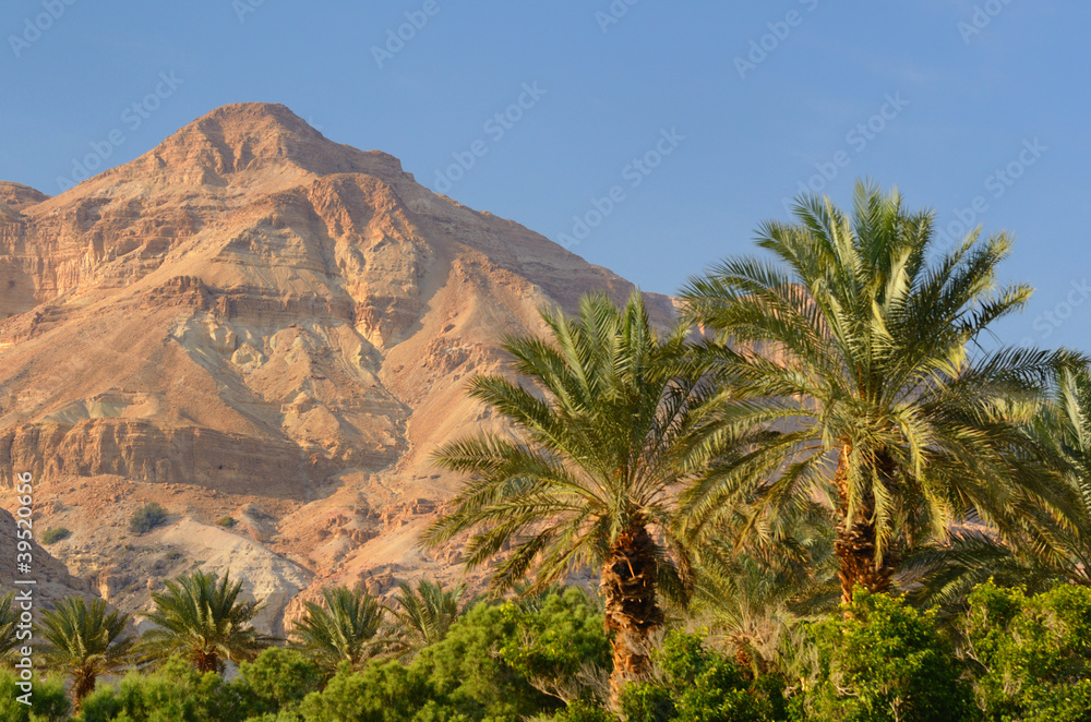 沙漠山和棕榈树